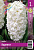Гиацинт ЭКОНОМ-СЕРИЯ КАРНЕГИ (1 шт)