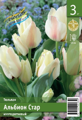 Тюльпан ЭКОНОМ-СЕРИЯ АЛЬБИОН СТАР (3 шт)