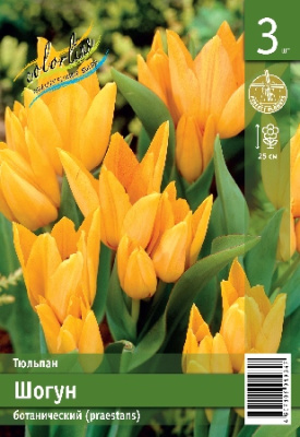 Тюльпан ЭКОНОМ-СЕРИЯ ШОГУН (3 шт)