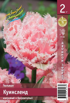 Тюльпан ЭКОНОМ-СЕРИЯ КУИНСЛЕНД (2 шт)