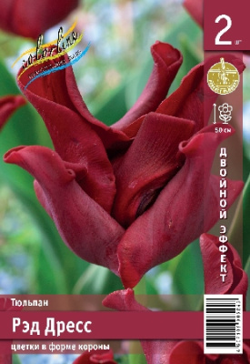 Тюльпан ЭКОНОМ-СЕРИЯ РЭД ДРЕСС (2 шт)