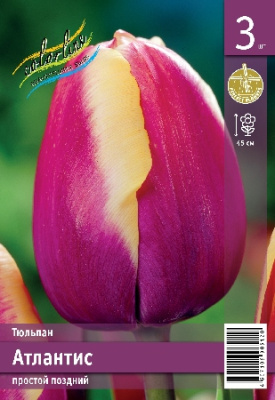 Тюльпан ЭКОНОМ-СЕРИЯ АТЛАНТИС (3 шт)