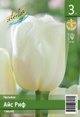 Тюльпан ЭКОНОМ-СЕРИЯ АЙС РИФ (3 шт)