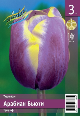 Тюльпан ЭКОНОМ-СЕРИЯ АРАБИАН БЬЮТИ (3 шт)
