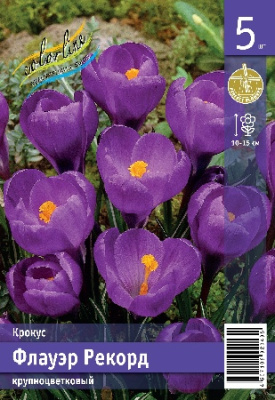 Крокус ЭКОНОМ-СЕРИЯ ФЛАУЭР РЕКОРД (5 шт)