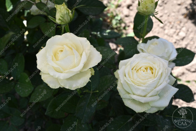 Роза Аваланч (ч.-гибрид, белая)