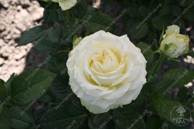 Роза Аваланч (ч.-гибрид, белая)
