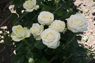 Роза Аваланч (ч.-гибрид, белая)