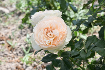 Роза Бланшетт (ч-гибрид)