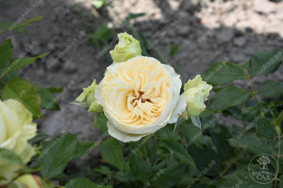 Роза Бланшетт (ч-гибрид)