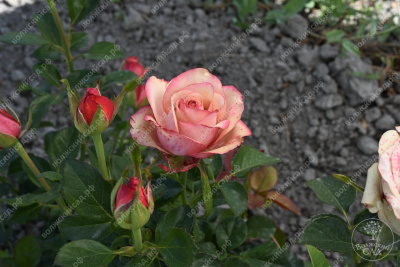 Роза Винтаж (ч-гибрид)