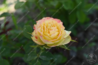 Роза Динамик (ч-гибрид)