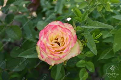 Роза Динамик (ч-гибрид)