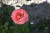 Роза Лоран Каброль (ч-гибрид) Роза Лоран Каброль (ч-гибрид)