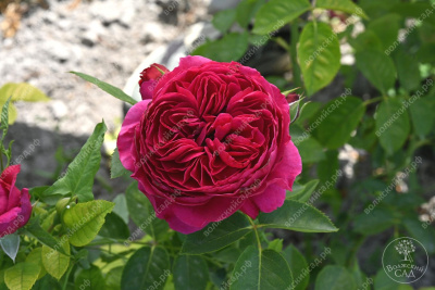 Роза Мариетта (ч-гибрид)