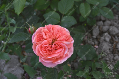 Роза Мэри Энн (ч-гибрид)