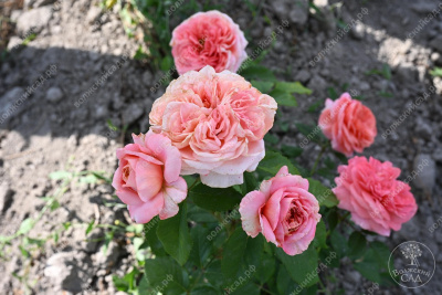 Роза Мэри Энн (ч-гибрид)
