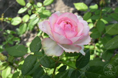 Роза Оноре де Бальзак (ч-гибрид)