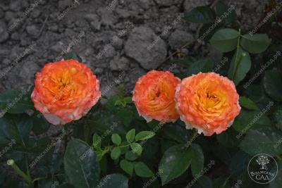 Роза Оранж Рива (ч-гибрид)