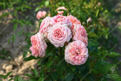 Роза Амаретто (флориб).