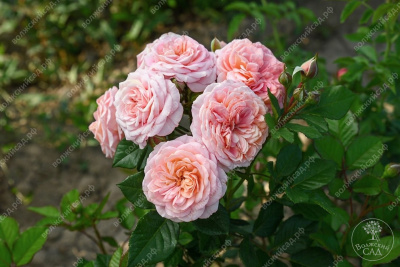 Роза Амаретто (флориб).