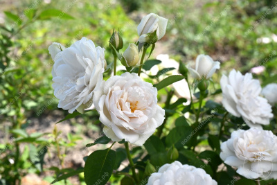 Роза Бланш де Люмьер (флориб).