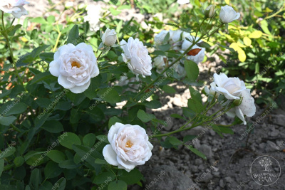 Роза Бланш де Люмьер (флориб).