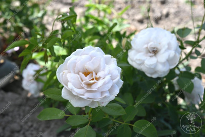 Роза Бланш де Люмьер (флориб).