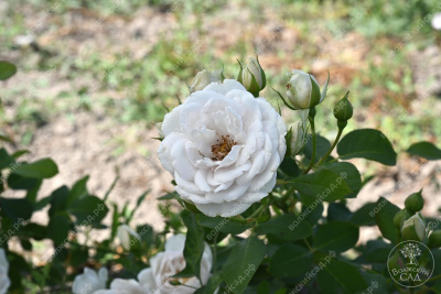 Роза Бланш де Люмьер (флориб).