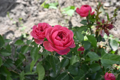 Роза Мэджик Рококо (флориб).
