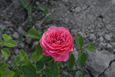 Роза Мэджик Рококо (флориб).