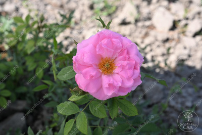 Роза Джон Дэвис (плетистая)