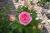 Роза Цикламен Пьер Де Ронсар (плетистая) Роза Цикламен Пьер Де Ронсар (плетистая)