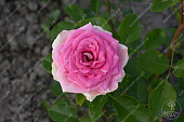 Роза Джелато (спрей)