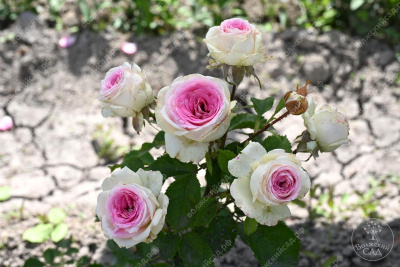 Роза Джелато (спрей)