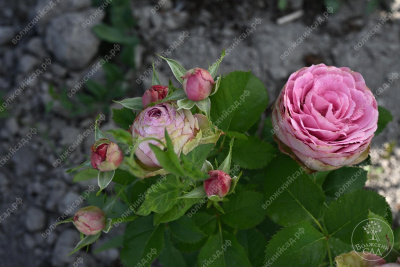 Роза Лавендер Лейс (спрей)