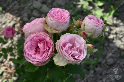 Роза Лавендер Лейс (спрей)