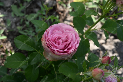 Роза Лавендер Лейс (спрей)