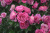 Роза Марвелоус Баблс (спрей)