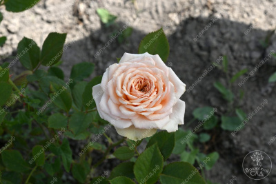 Роза Поль Бокюз (шраб, анг)