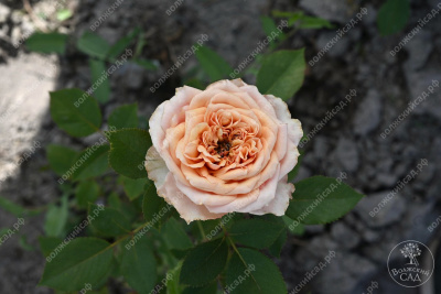 Роза Поль Бокюз (шраб, анг)