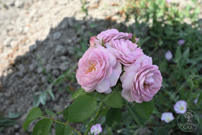 Роза Флоренс Делатре (шраб, розов)