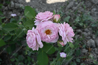 Роза Флоренс Делатре (шраб, розов)