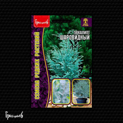 Эвкалипт Шаровидный 10 шт